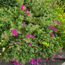 Cistus Purpureus Lam -- nice big flowers  bushy plant. The bush is just beginning to bloom and will be looking beautiful on any garden. https://www.rhs.org.uk/plants/90960/cistus-purpureus/details Image 7
