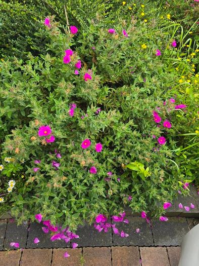 Cistus Purpureus Lam -- nice big flowers  bushy plant. The bush is just beginning to bloom and will be looking beautiful on any garden. https://www.rhs.org.uk/plants/90960/cistus-purpureus/details