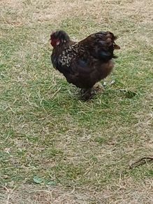 rooster