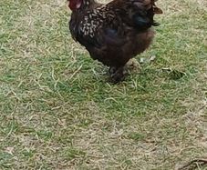 rooster