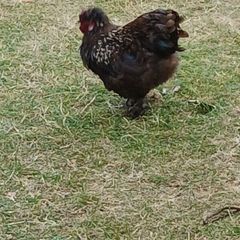 rooster