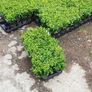 Laurel Hedging Image 9