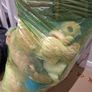 Soft toys/plushes Image 3