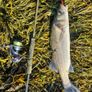 fishing lure Image 4