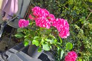 hydrangea