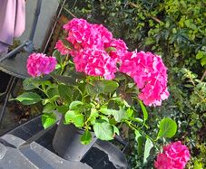 hydrangea