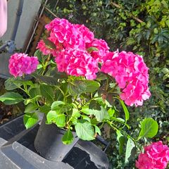 hydrangea