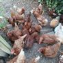 Selection of Hens Image 2