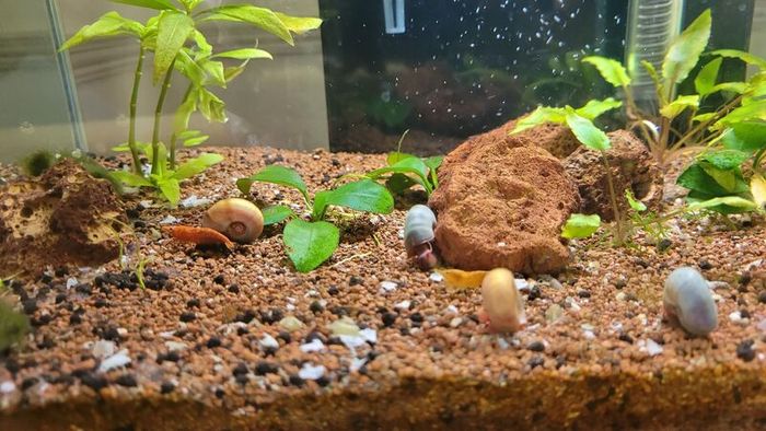 25l fish tank