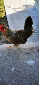 hens 15 each