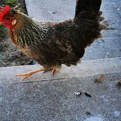 hens 15 each