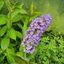 Butterfly Bush Buddlia Plants Image 3