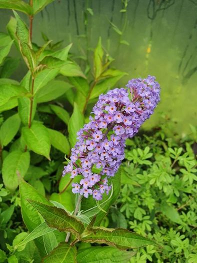 Butterfly Bush Buddlia Plants