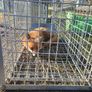 fox trap Image 2