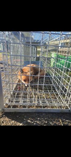 fox trap