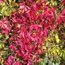 3 Virginia Creeper Plants Image 3