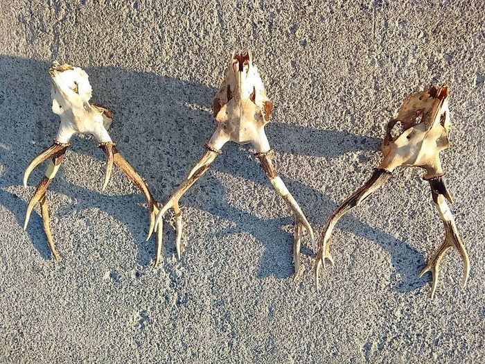 sika antlers