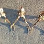 sika antlers Image 4
