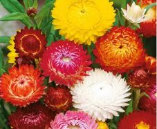 (S) Strawflower Everlasting Swiss Giant mixed seeds 1g (414482)