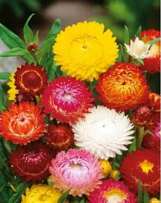 (S) Strawflower Everlasting Swiss Giant mixed seeds 1g (414482)