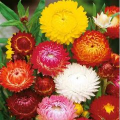 (S) Strawflower Everlasting Swiss Giant mixed seeds 1g (414482)
