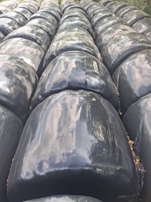 Silage Bales