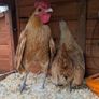 Sebright Chicks and Hatching Eggs Image 8