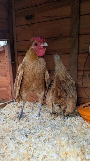 Sebright Chicks and Hatching Eggs