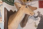 deers head