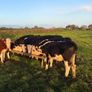 Hereford Weanlings Heiferes No Movements Image 4