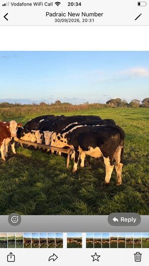 Hereford Weanlings Heiferes No Movements