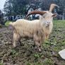 goat Image 3