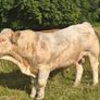 Bull Image 2
