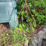 Ornamental plant cloche Image 4