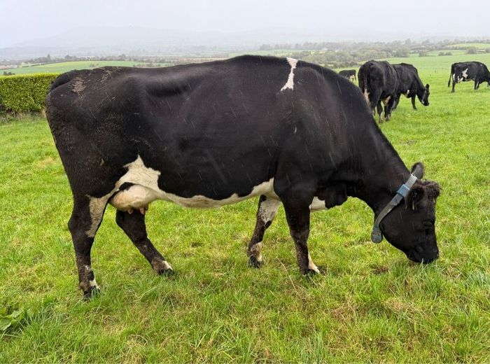 Young Empty Milking Cows