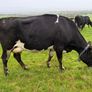 Young Empty Milking Cows Image 5