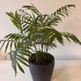 Indoor plants in pots Image 2