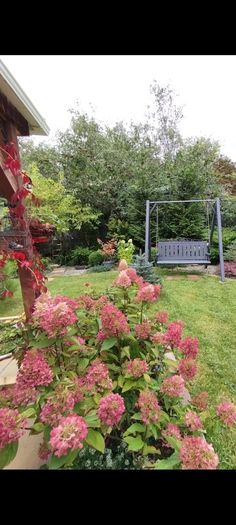 Mature Hydrangea Plant in a Pot