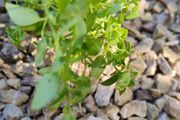 White Snapdragon Plant