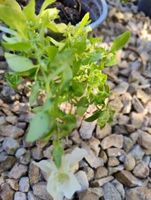 White Snapdragon Plant