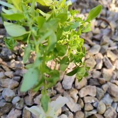 White Snapdragon Plant