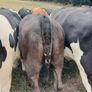 4 and 5 star limousine and Hereford heifers Image 4