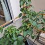 Mature rose plant Image 3