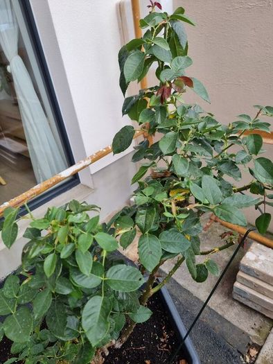 Mature rose plant
