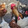 poultry chickens Image 5