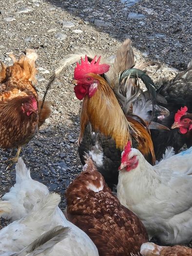 poultry chickens