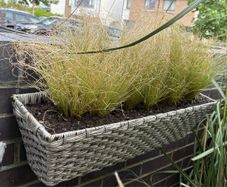 Evergreen grass - Carex "frosted curls"