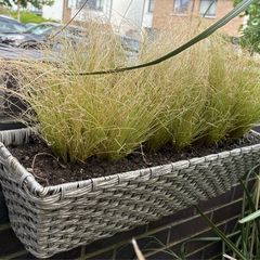 Evergreen grass - Carex "frosted curls"