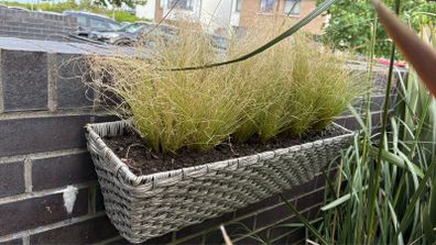 Evergreen grass - Carex "frosted curls"
