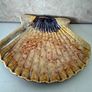 Large Scallop Shell Ceramic Plate Image 2